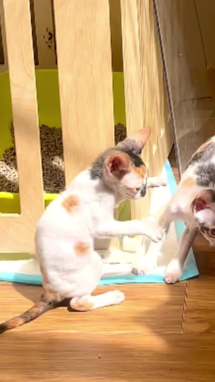 @patimolli_cattery