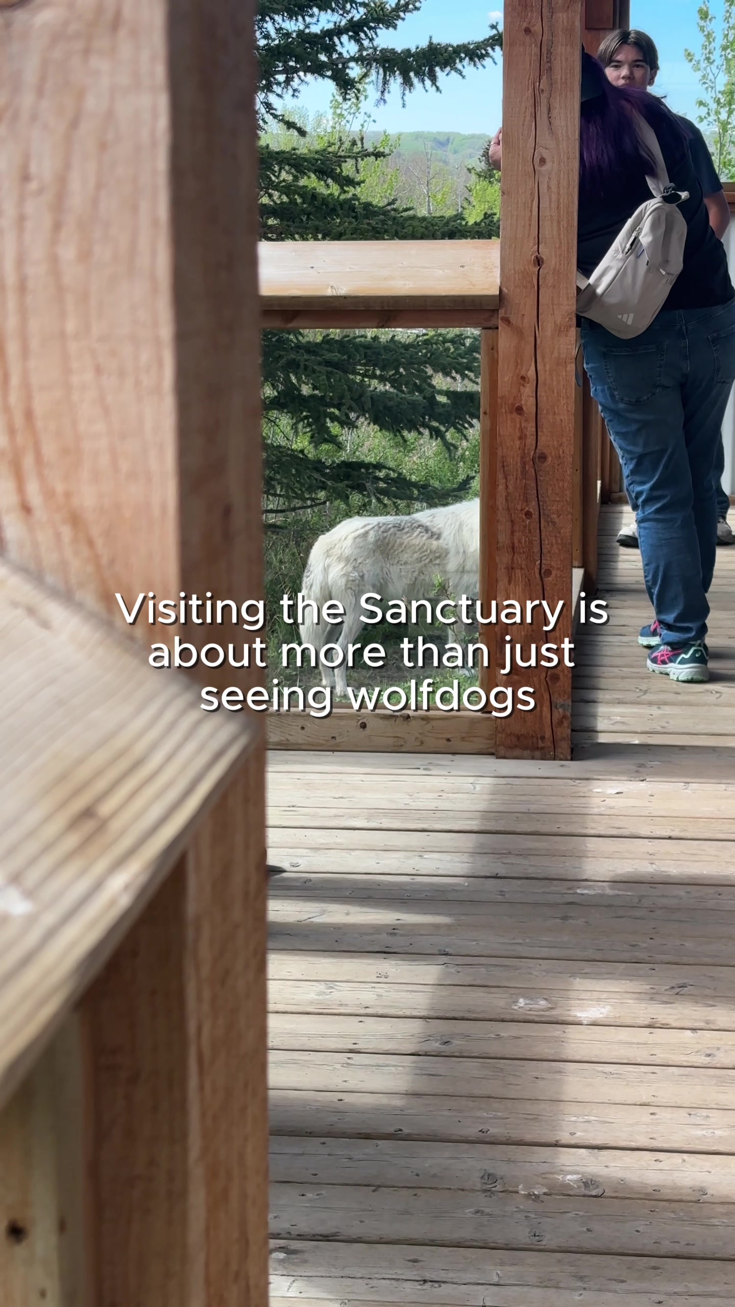 @Yamnuska Wolfdog Sanctuary