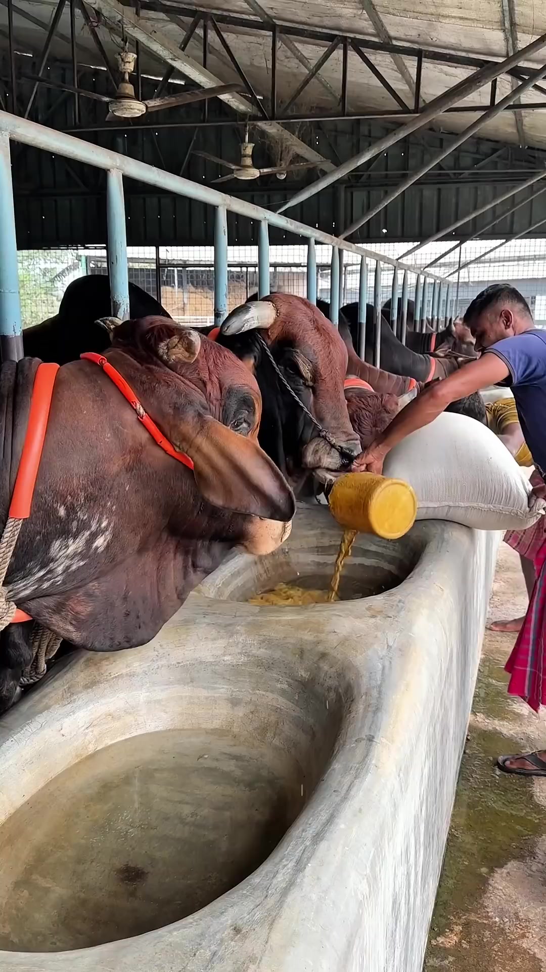 @গরুর ঘর🐄