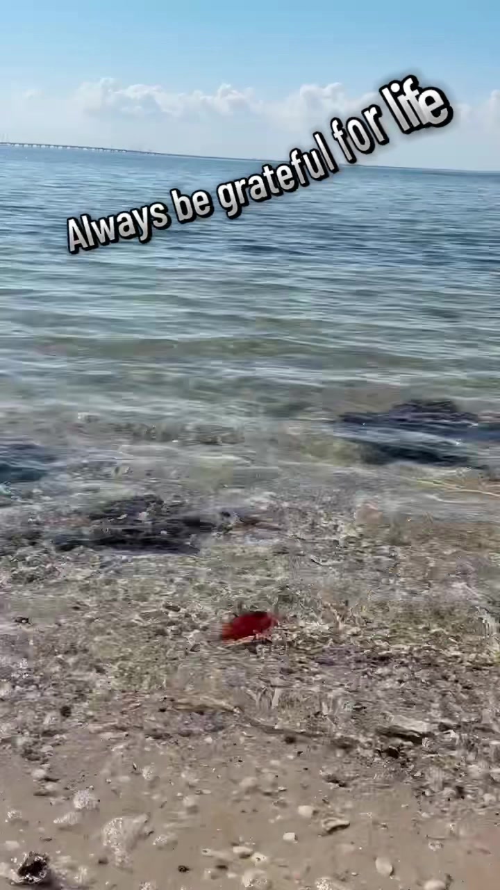 @lilo