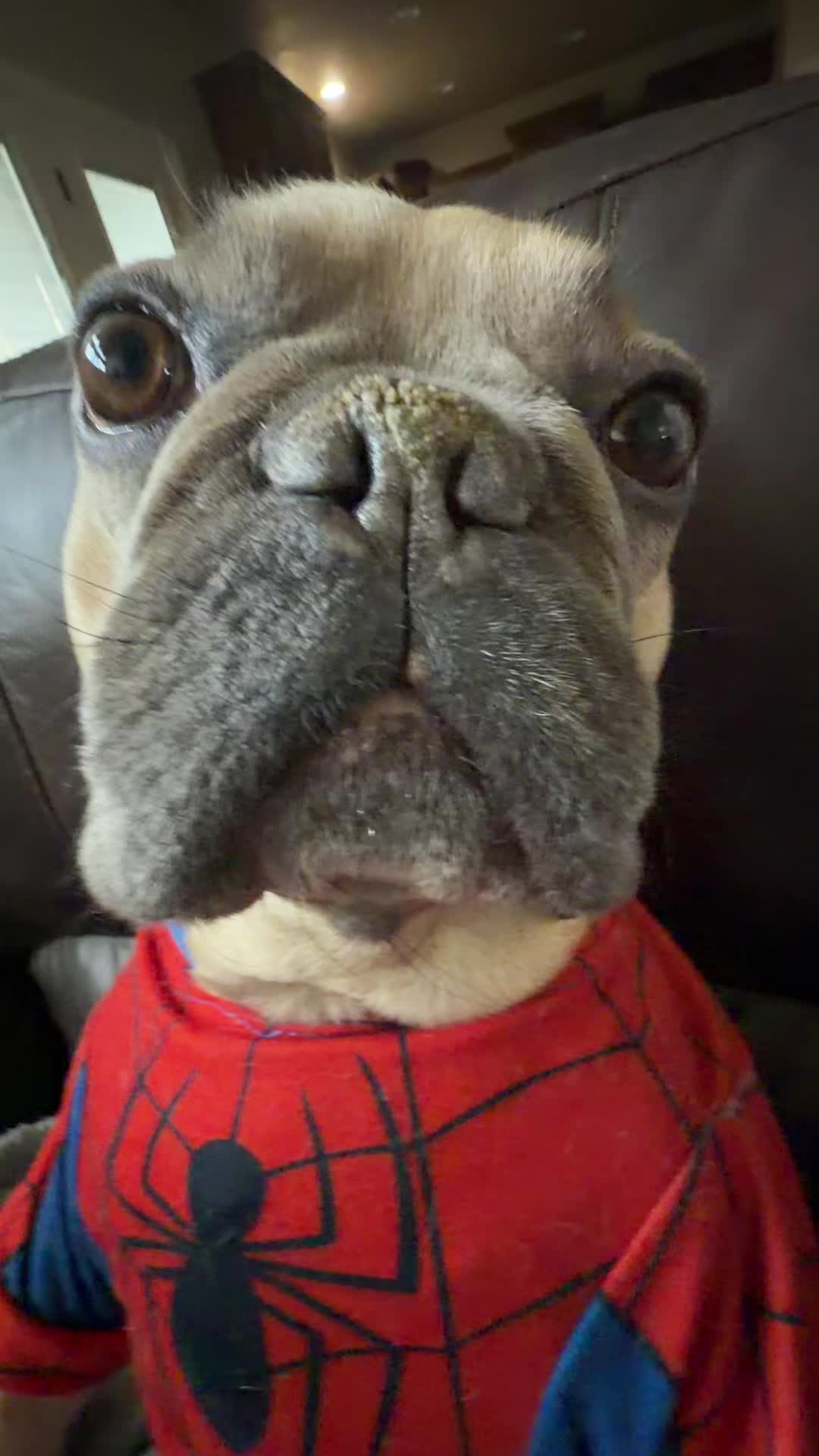 @bentleytheg0at