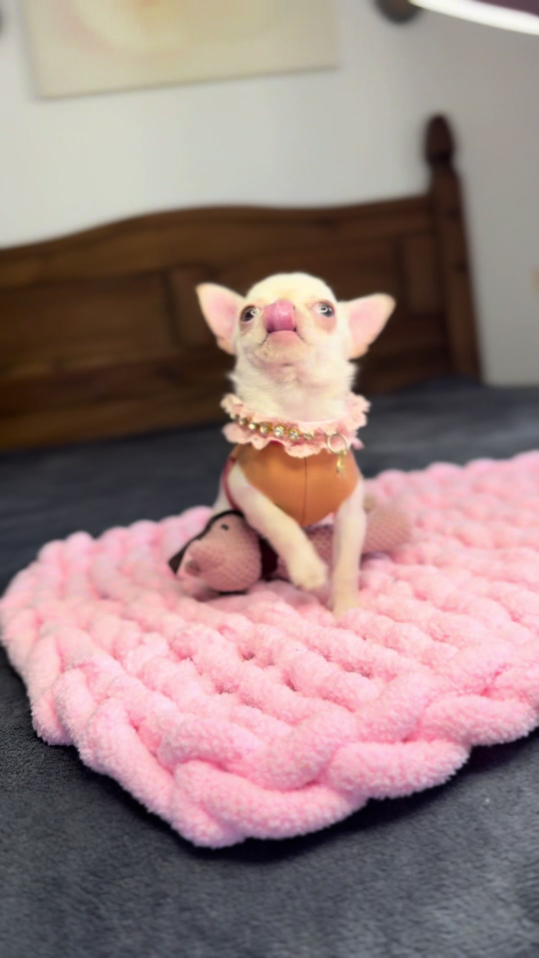 @teacupchihuahua
