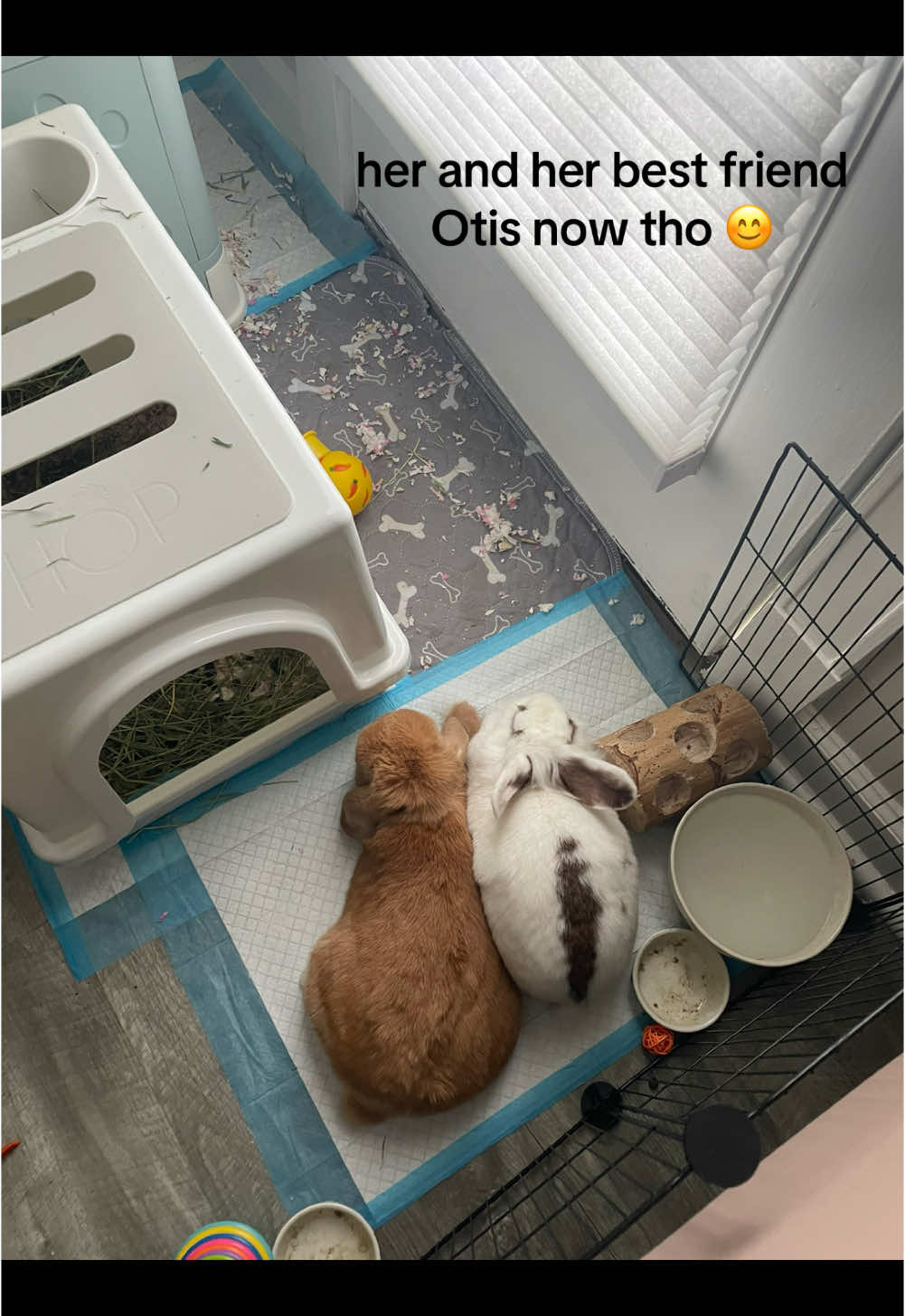 @Otis the Bunny