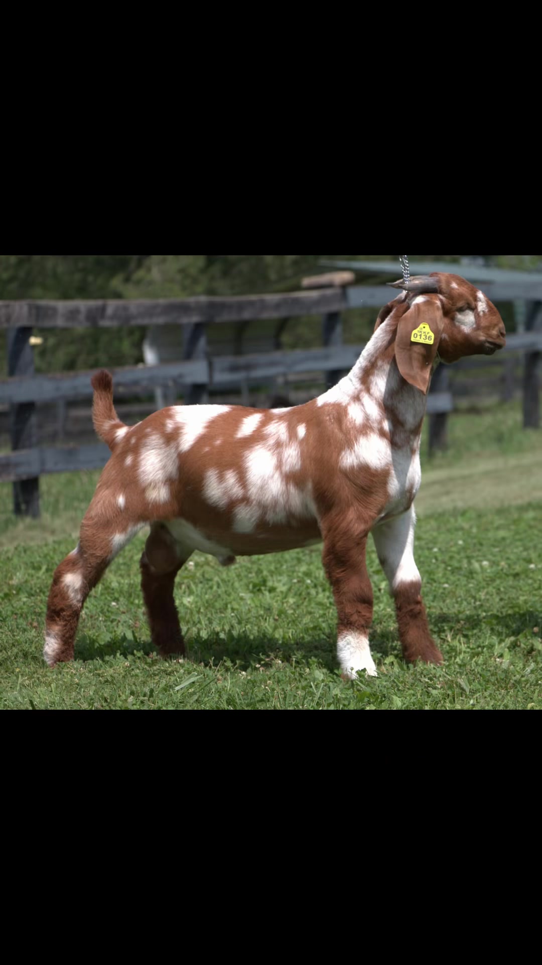 @Klein Kraal Farm🐐