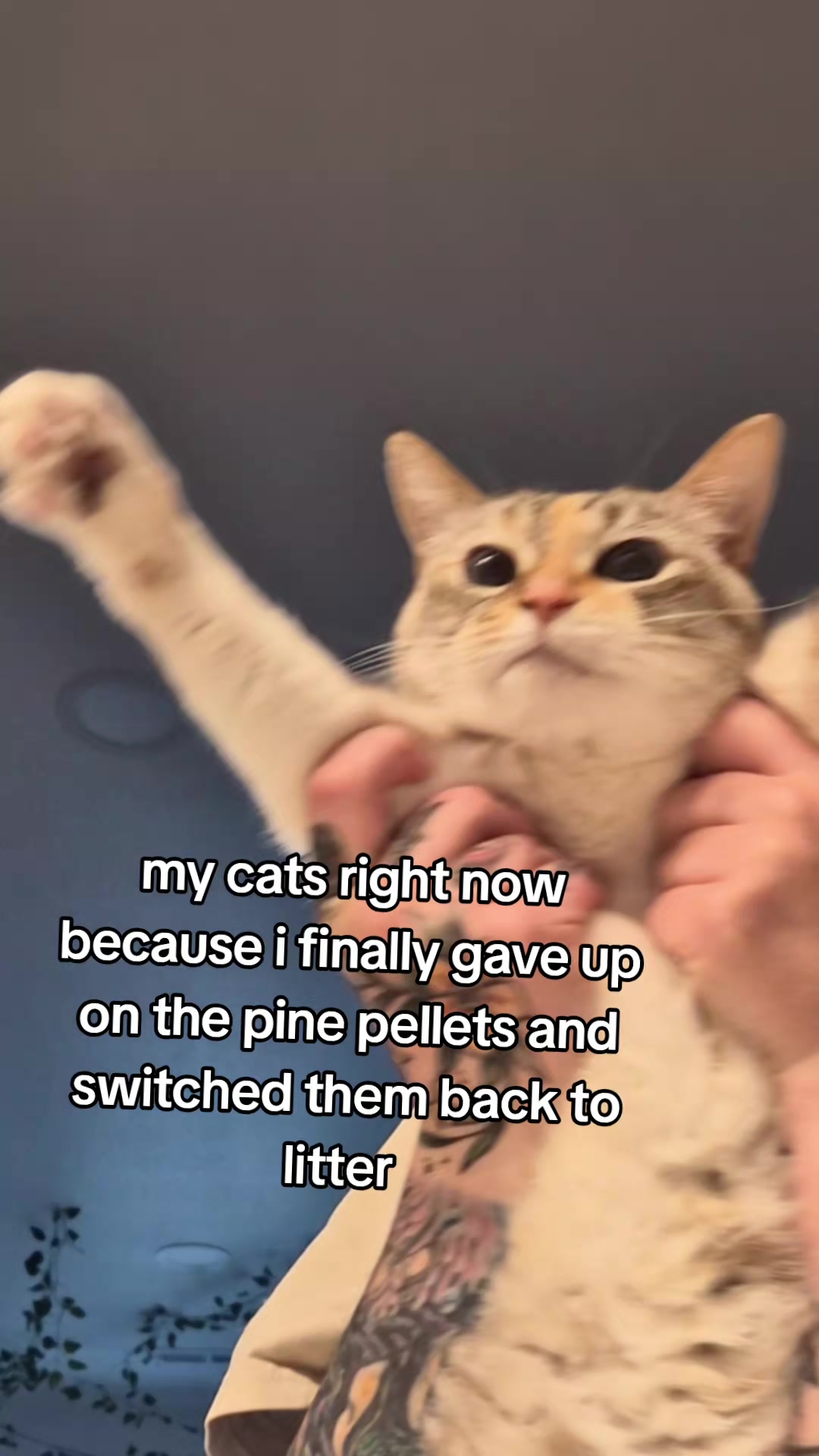 @LizardKing