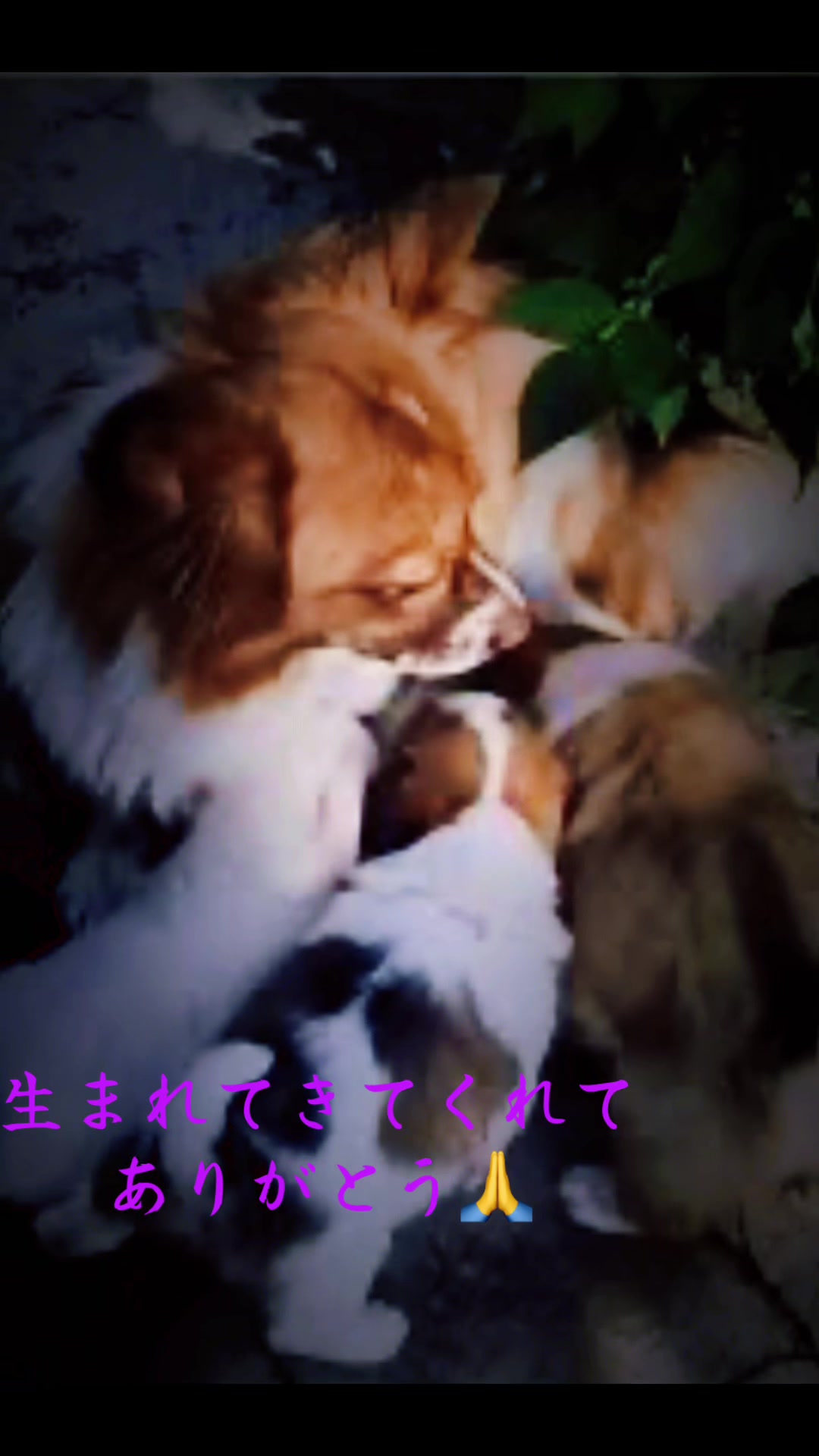 @Naru♾️🐾