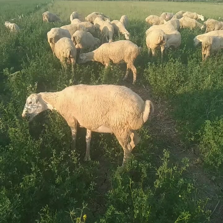 @Elşad.264