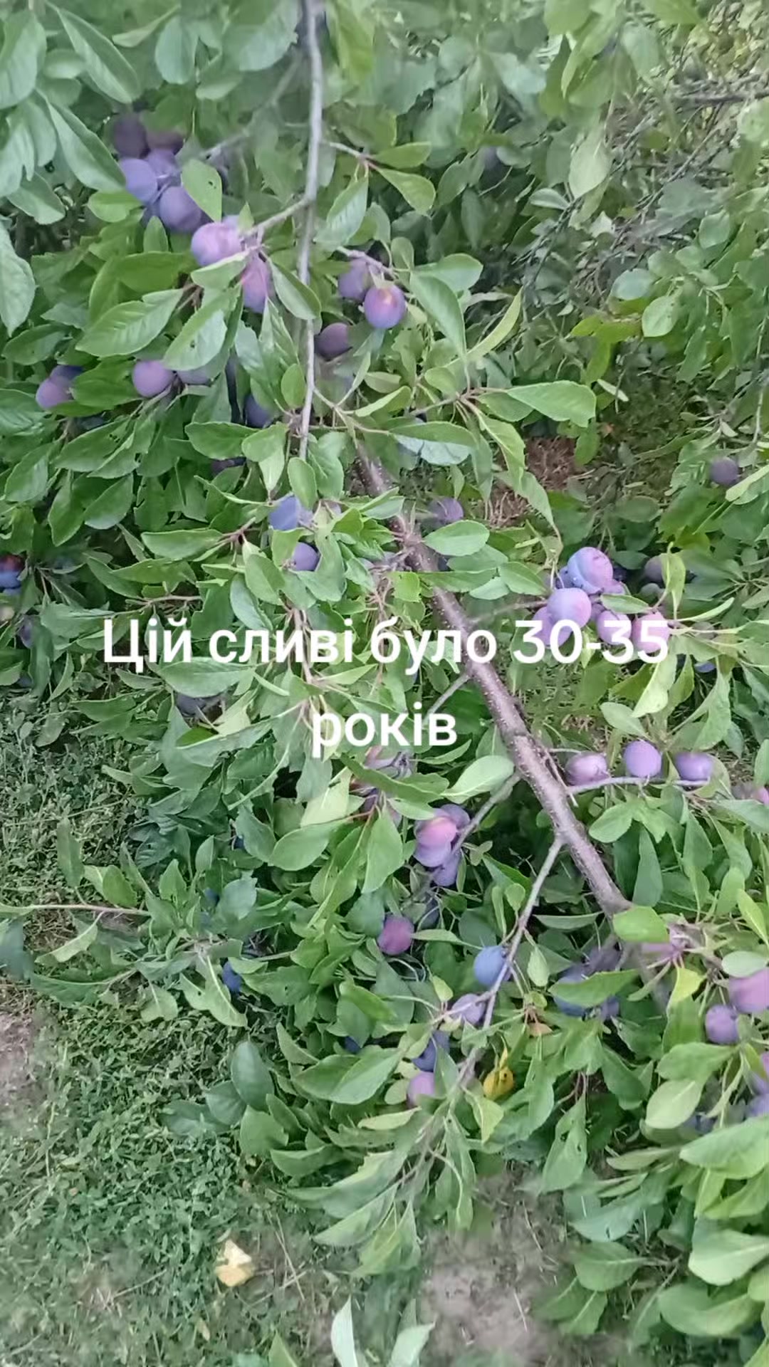 @YV