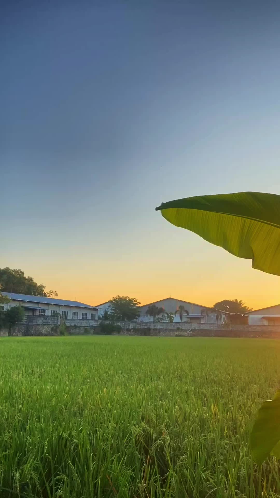 @𝑴𝒂𝒖𝒍𝒍𝒍