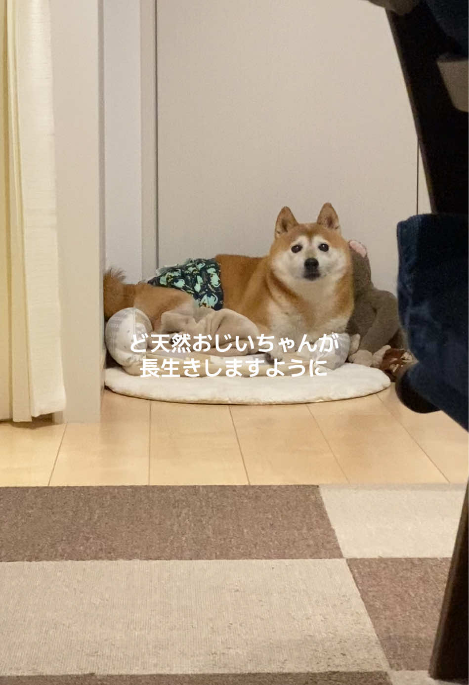 @こむぎといなり