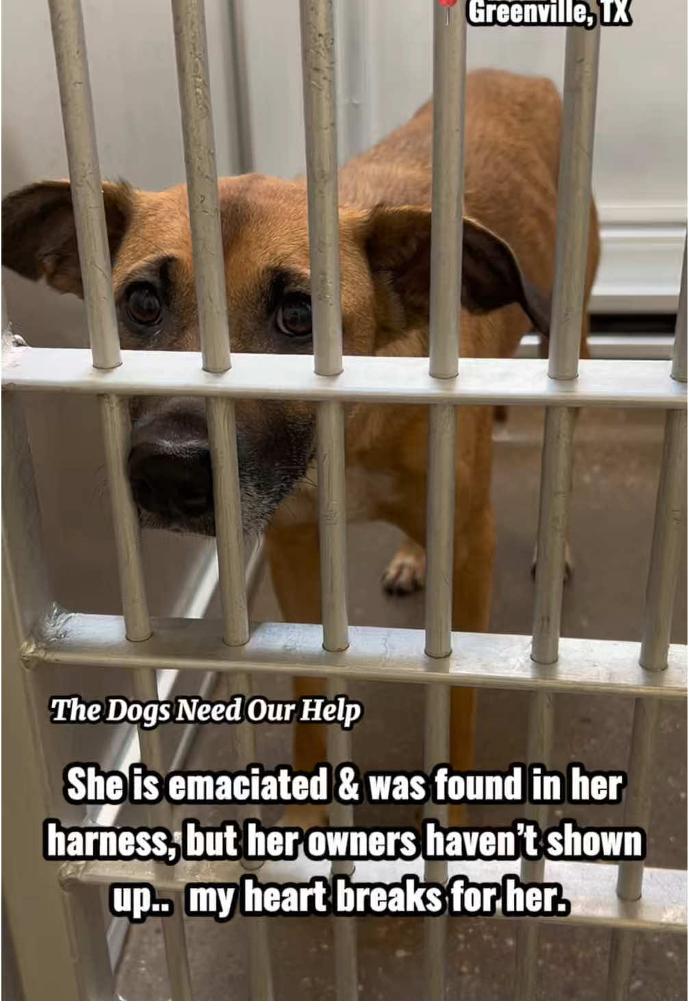 @The Dogs Need Our Help