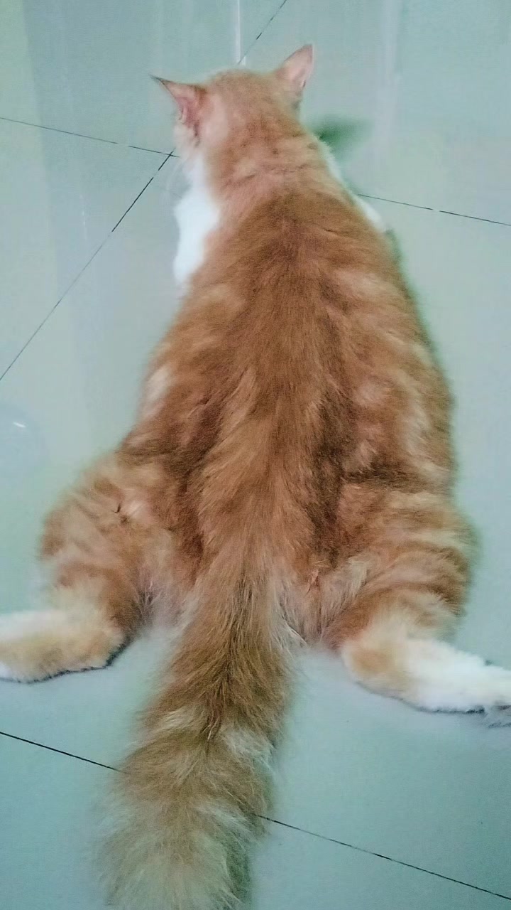 @#NDAnya Kucing#
