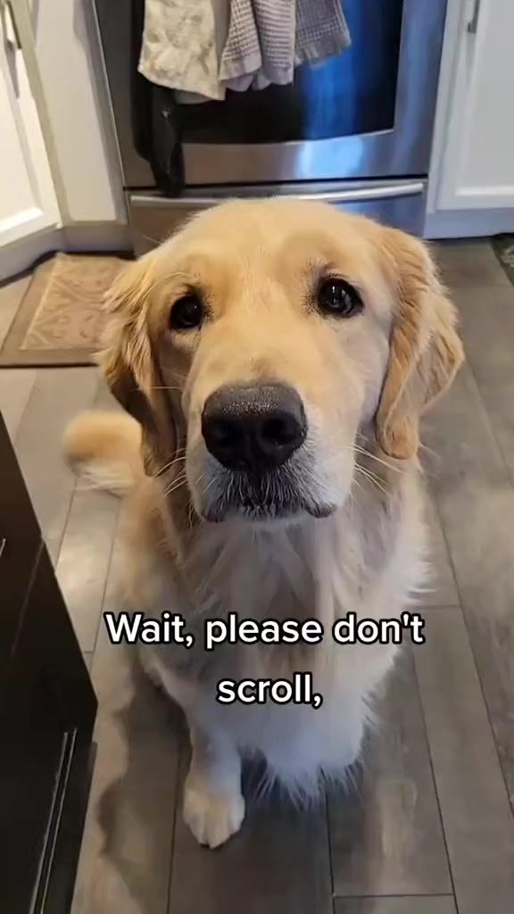 @🐶Griffin