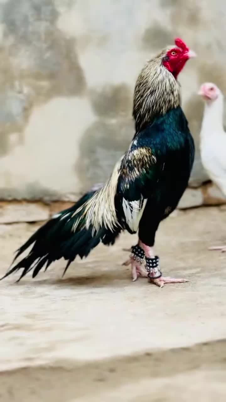 @🐓 ASEEL SHOK 🐓