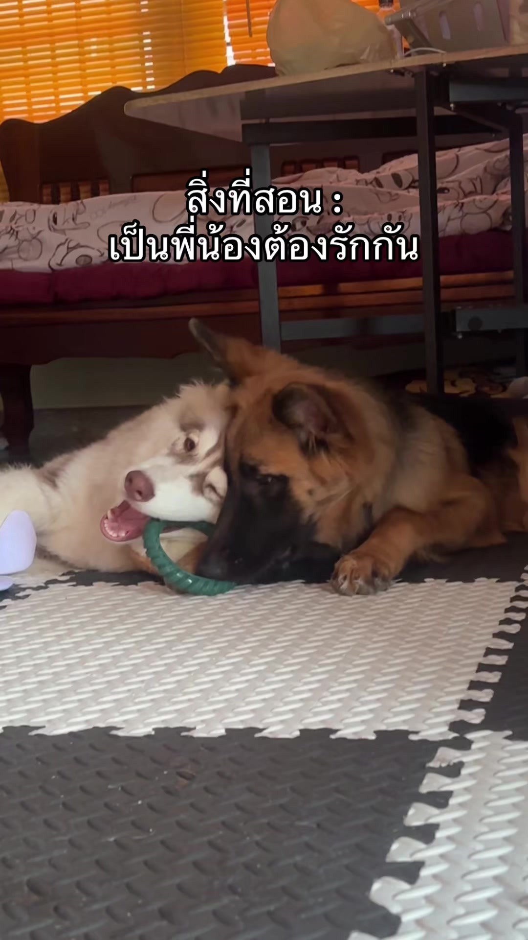 @คุณหนูบ้านเรมุ | Remu Pups 🐼