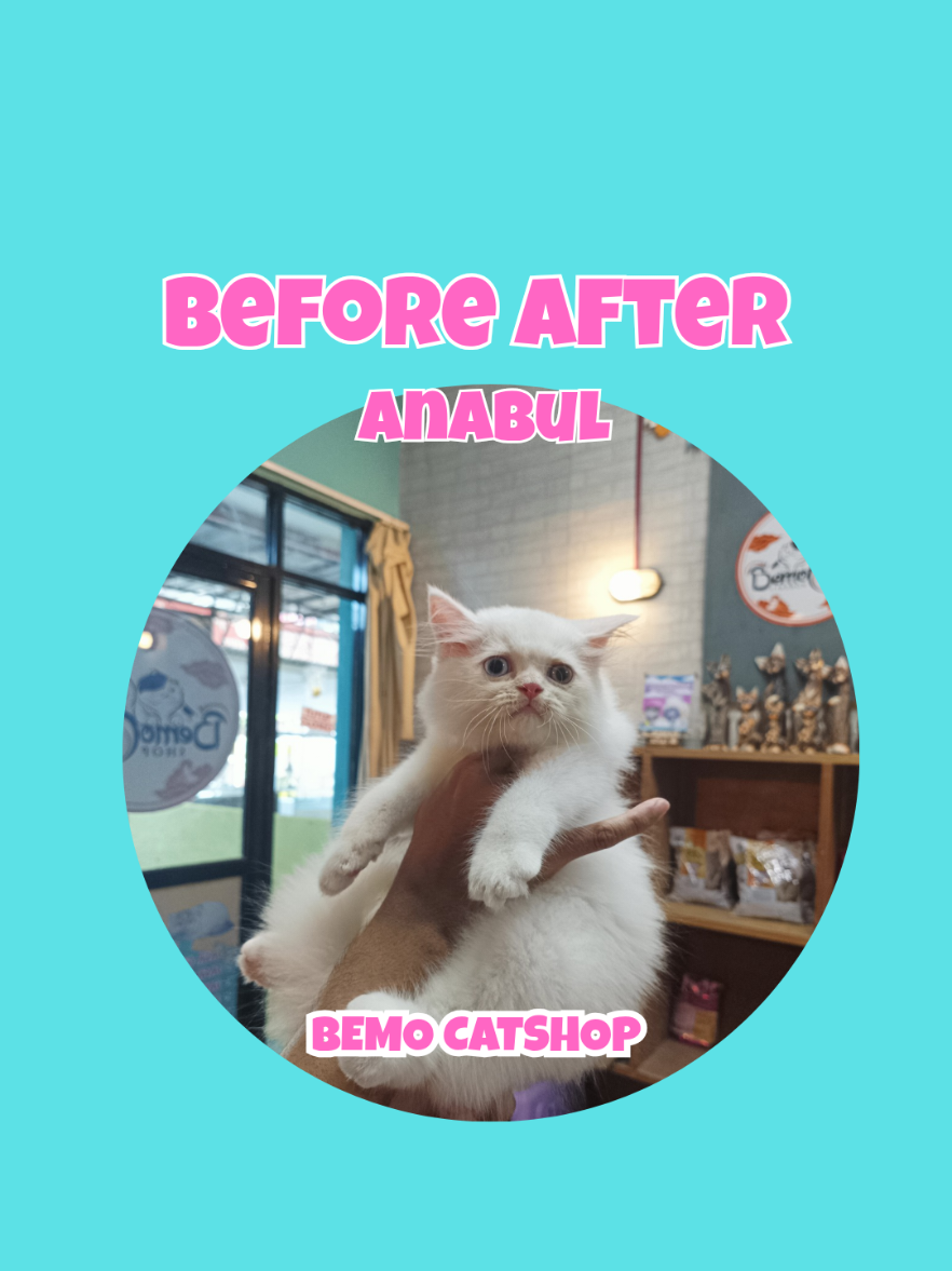 @Bemo Catshop
