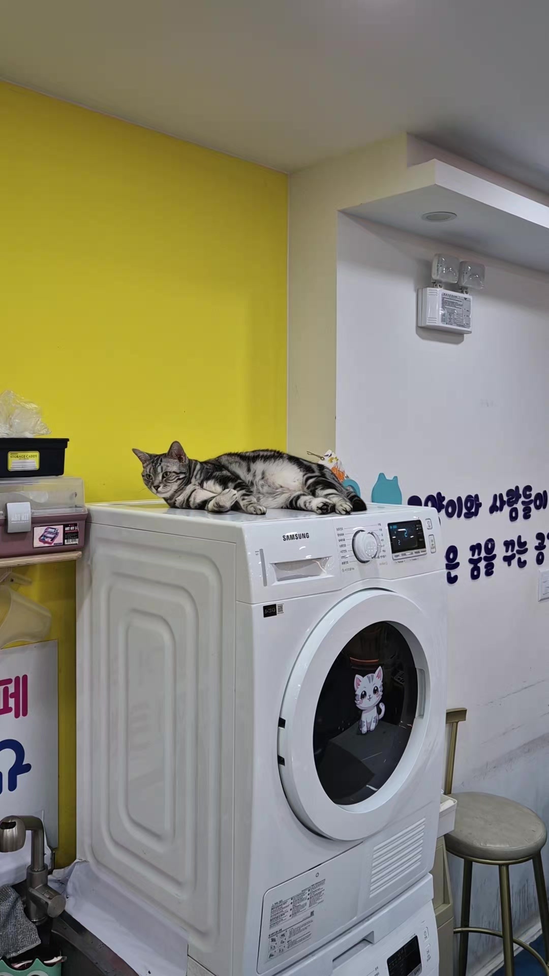 @전주고양이카페 아이캣유