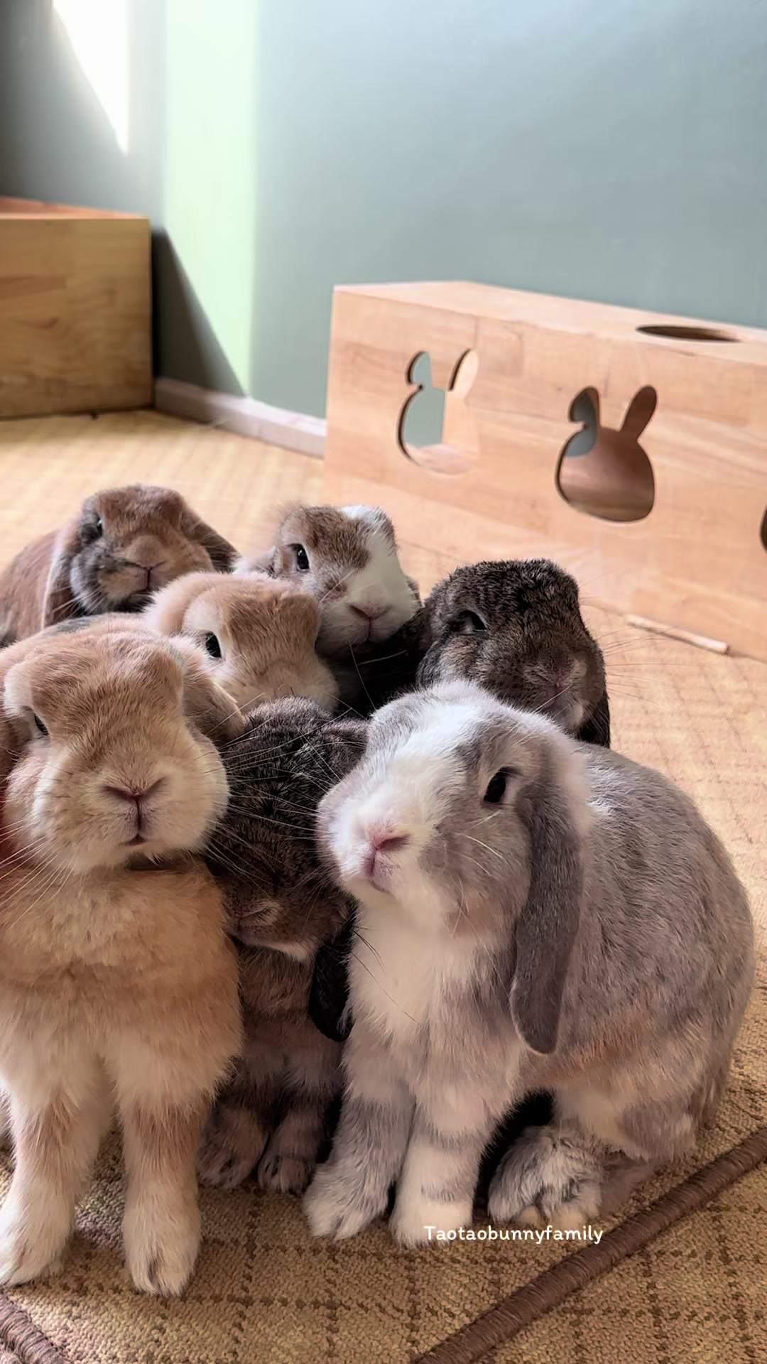 @Taotao Bunnyfamily