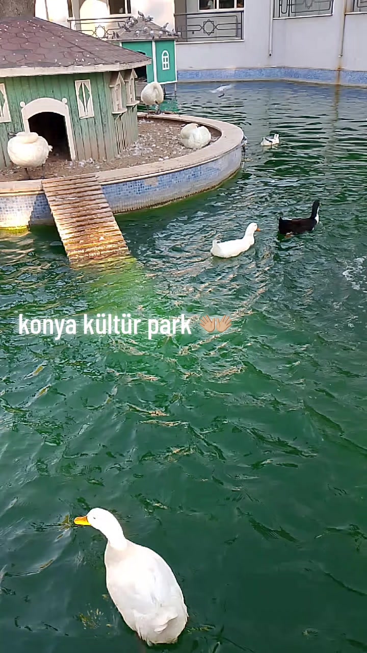 @gökcee:)