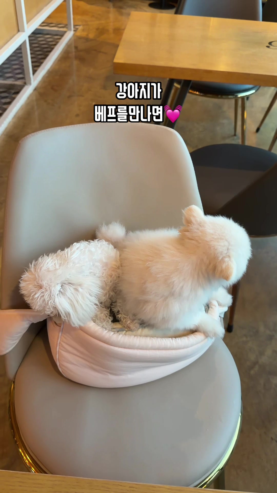 @jeju_kiki