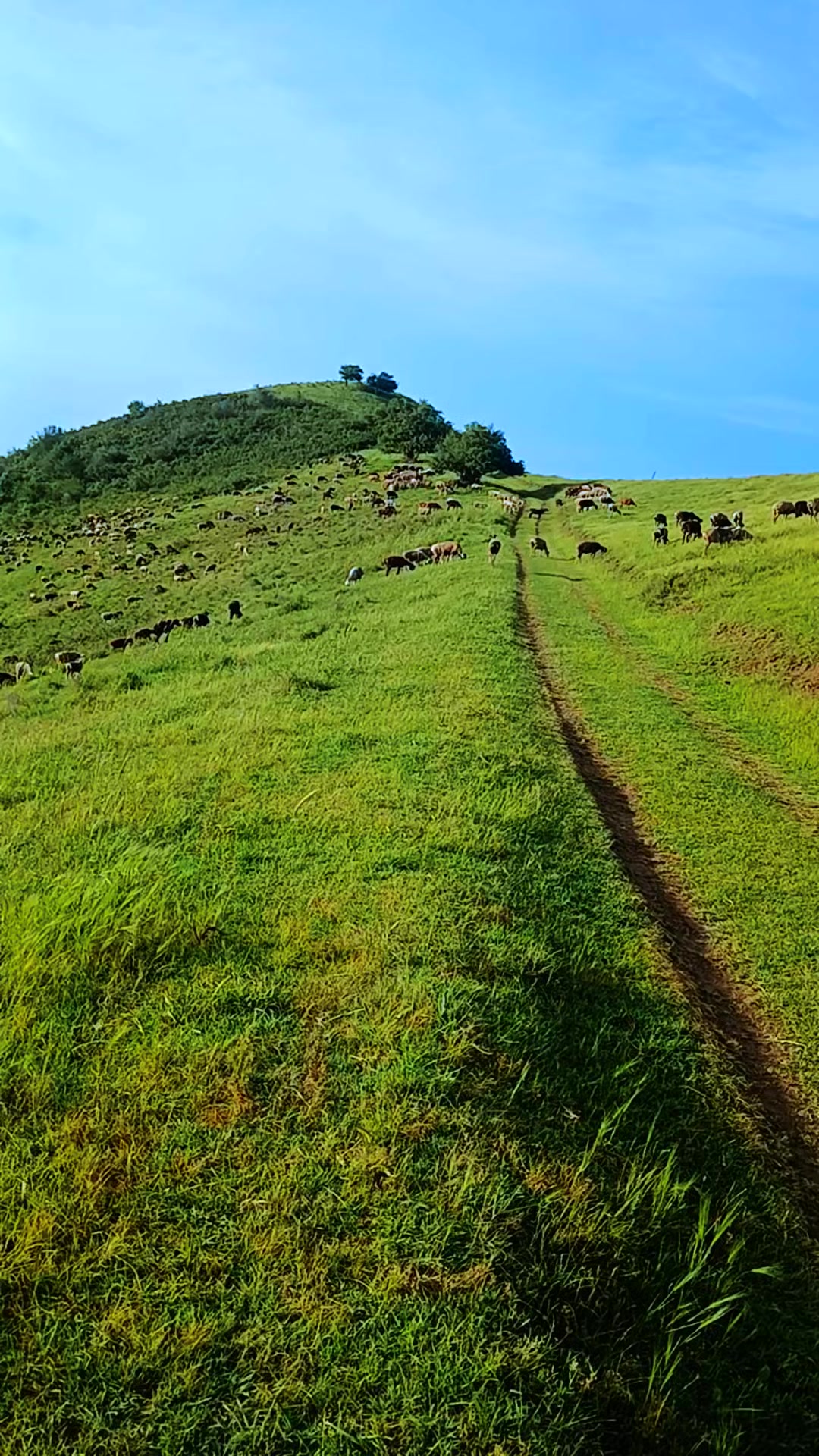 @U🇹🇯