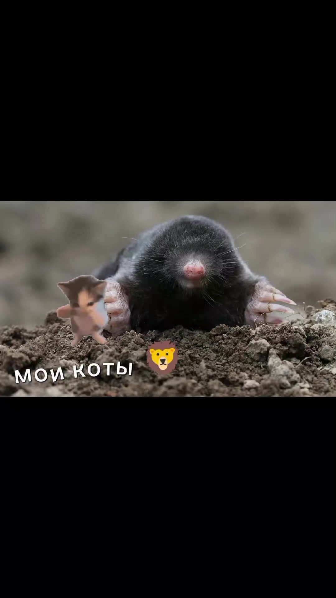 @ZombiKraft