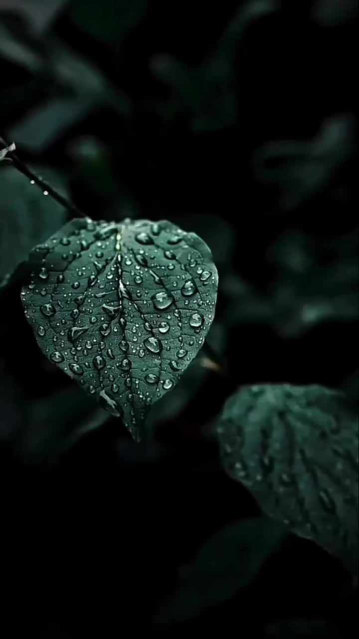 @@Loshila🤍🌷