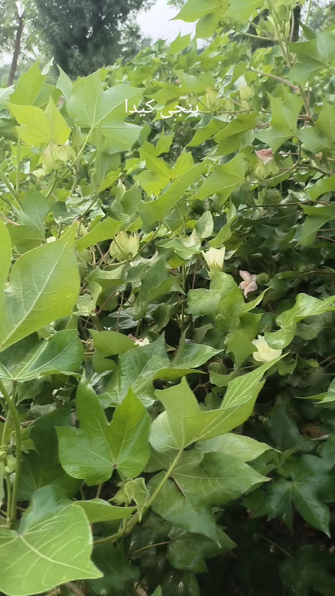 @Mr.Tori.Farming (pathologist)
