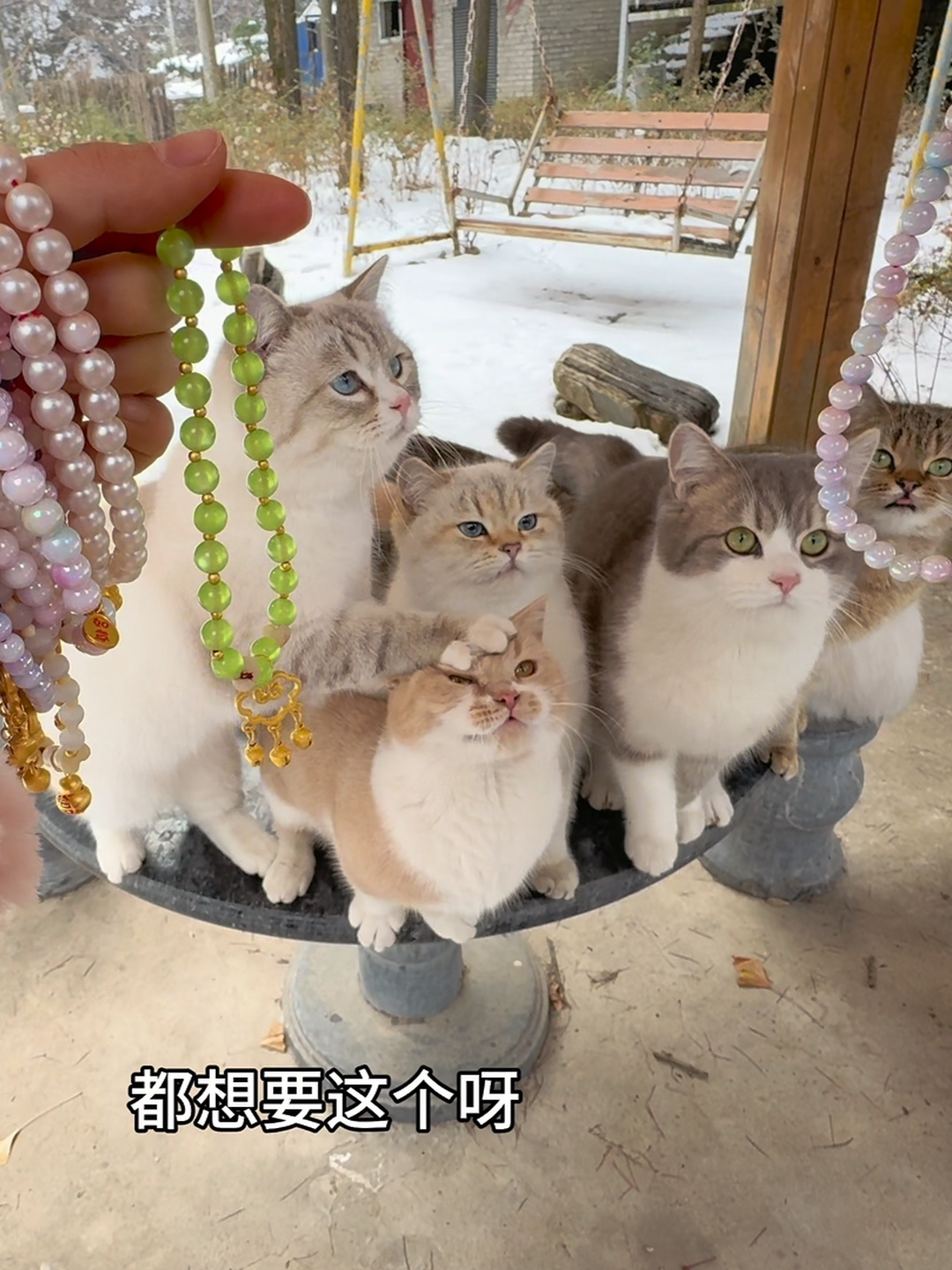 @终南山喵