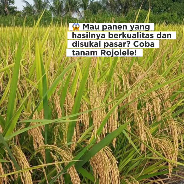 @PT. BHD INDONESIA