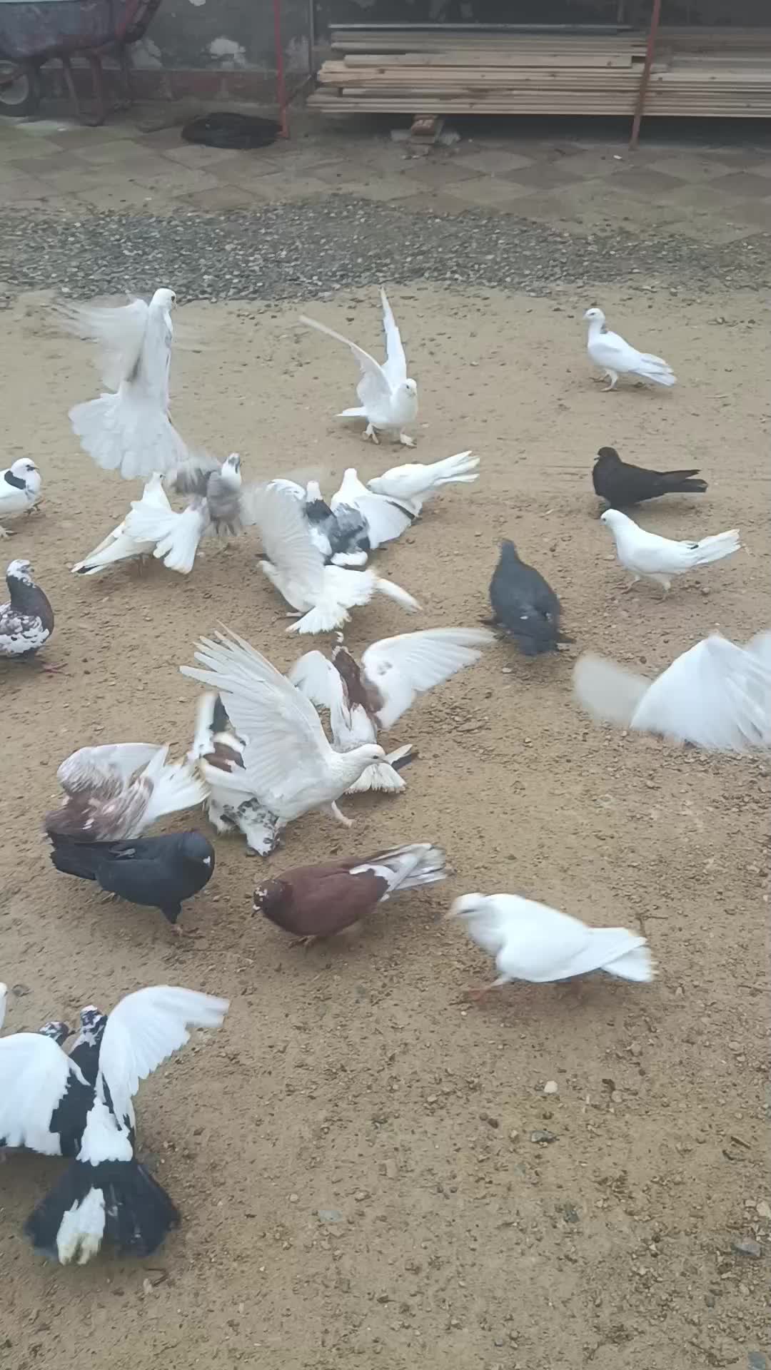 @pirsağı