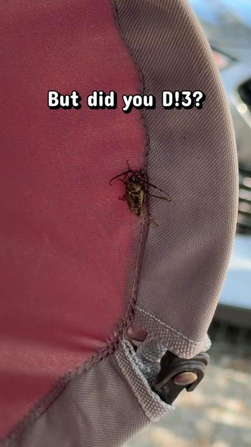 @Bugs