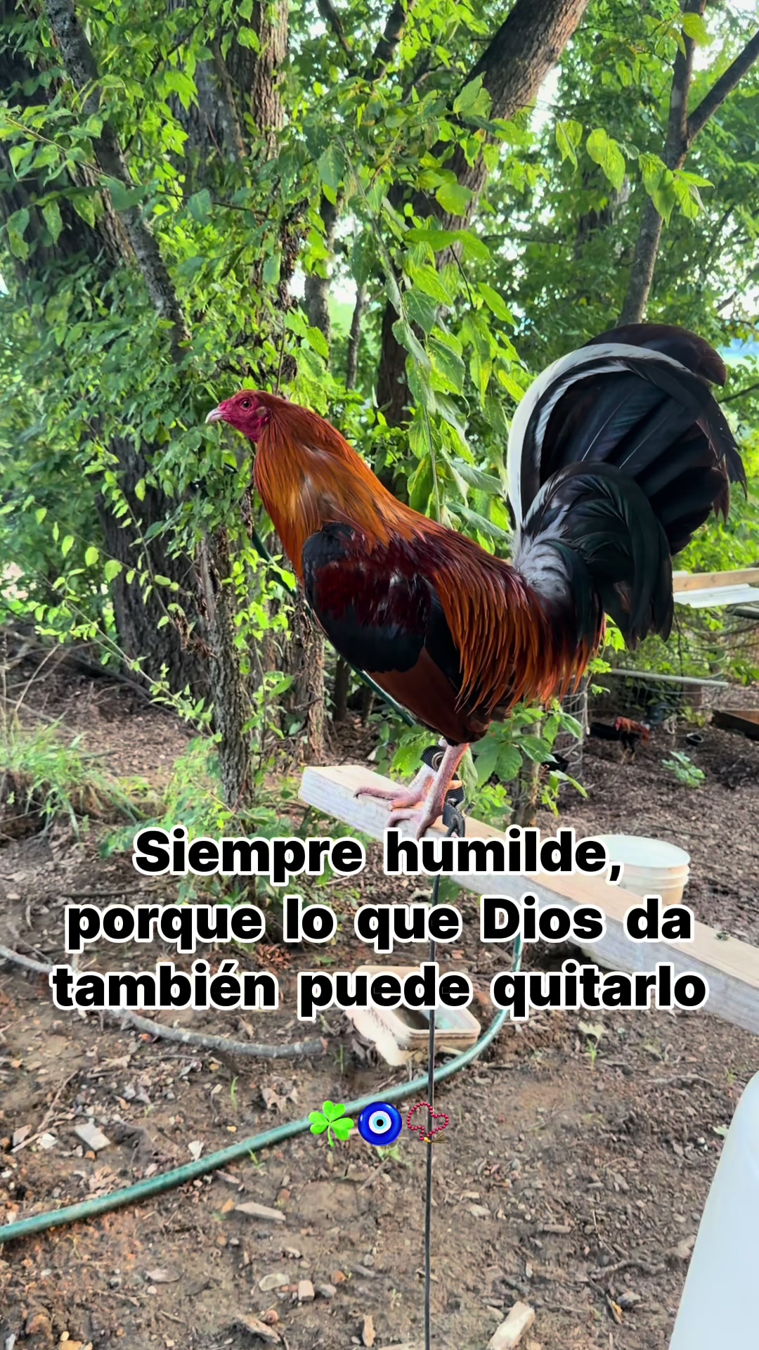 @Nicolas M