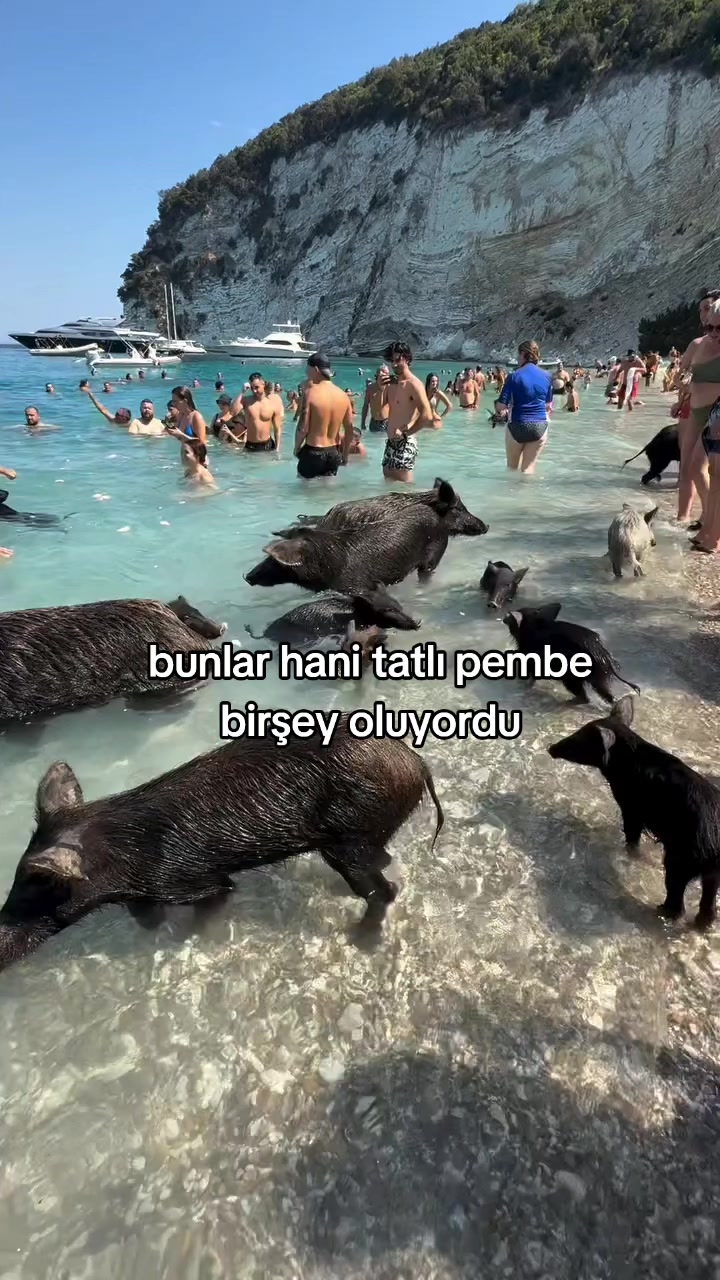 @rolland