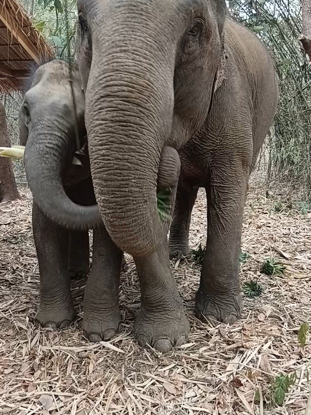 @LuangPrabang Elephant New Home