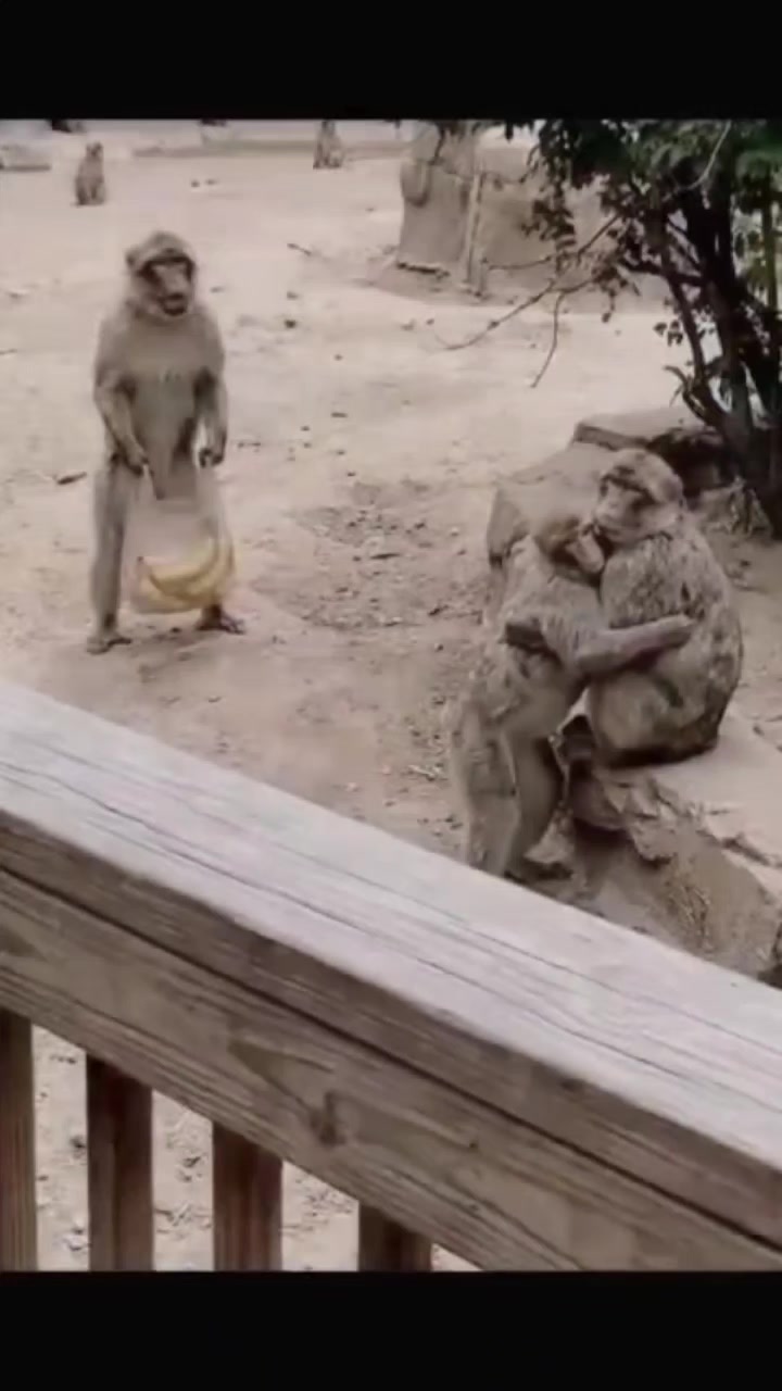@chota tik tokar