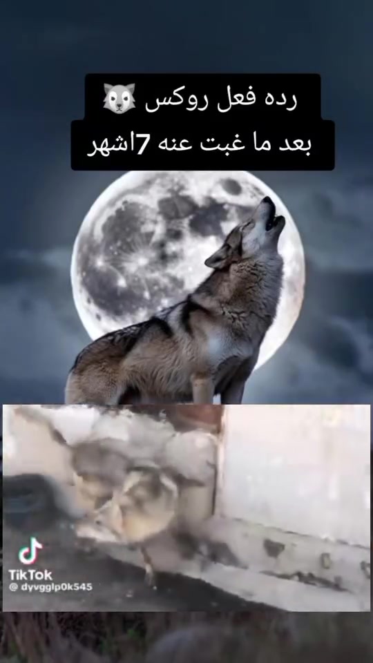 @يوميات يوسف