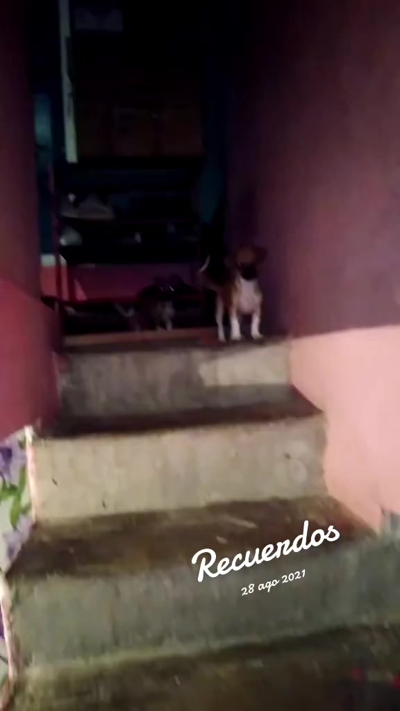 @luiselpollo95