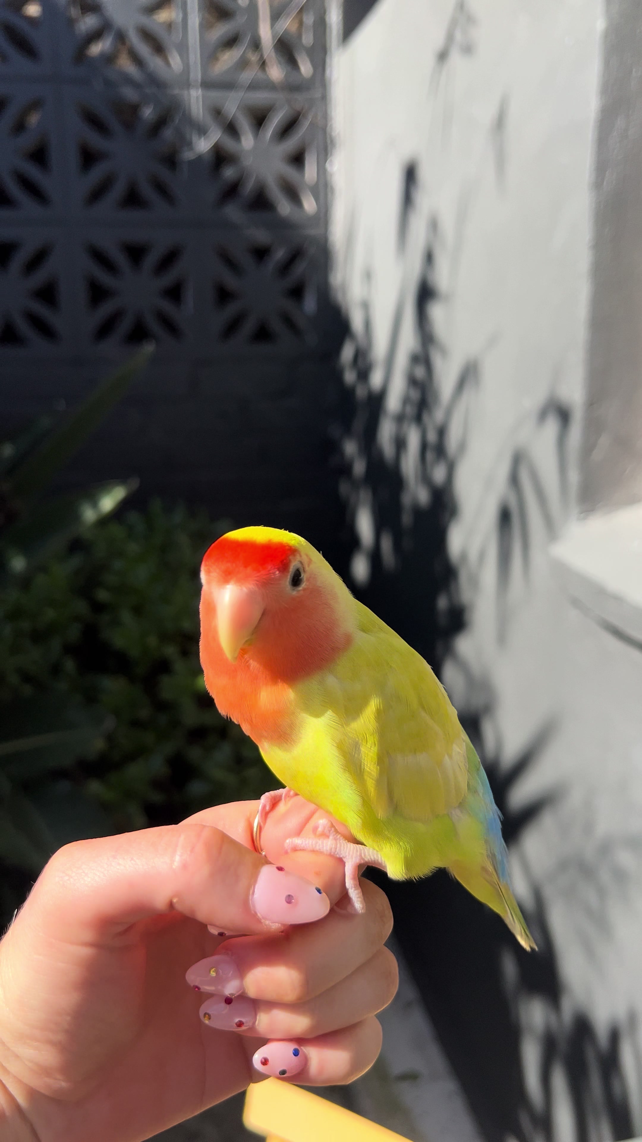 @JARVIS 🐥 the lovebird
