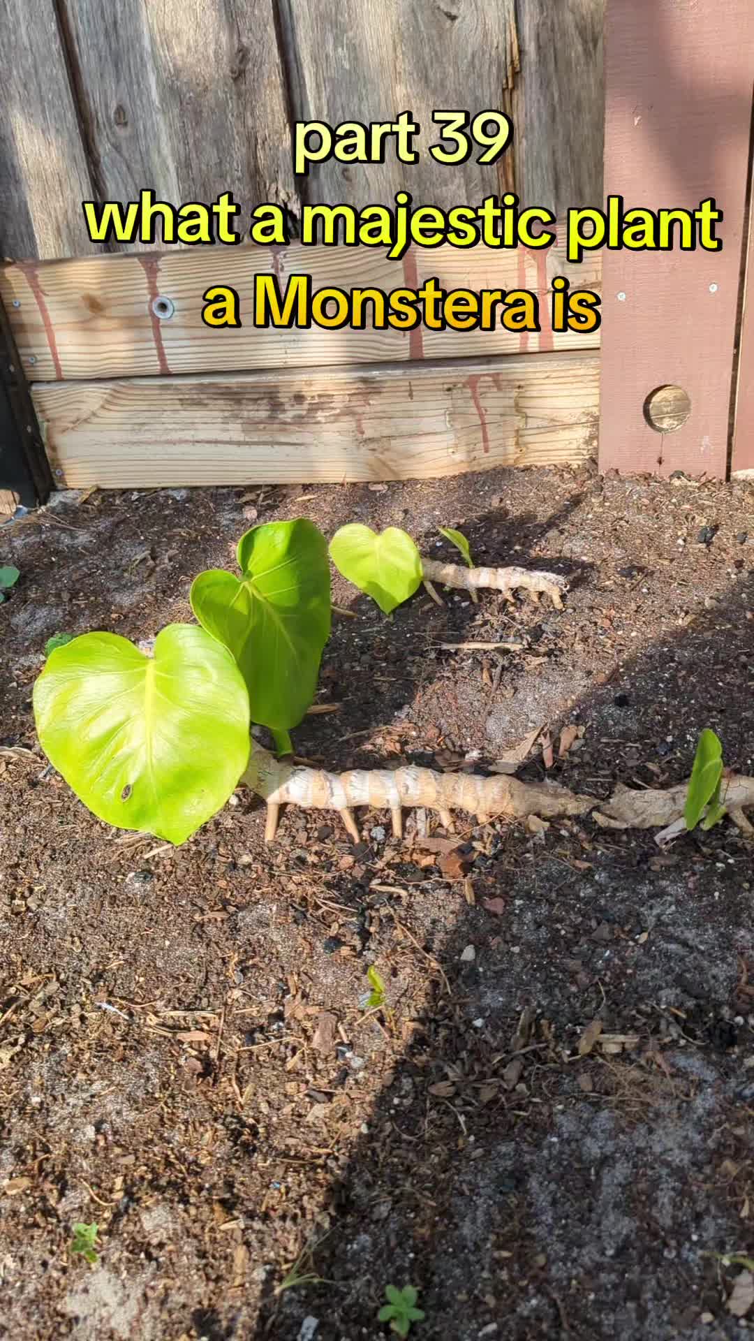 @Monstera Man