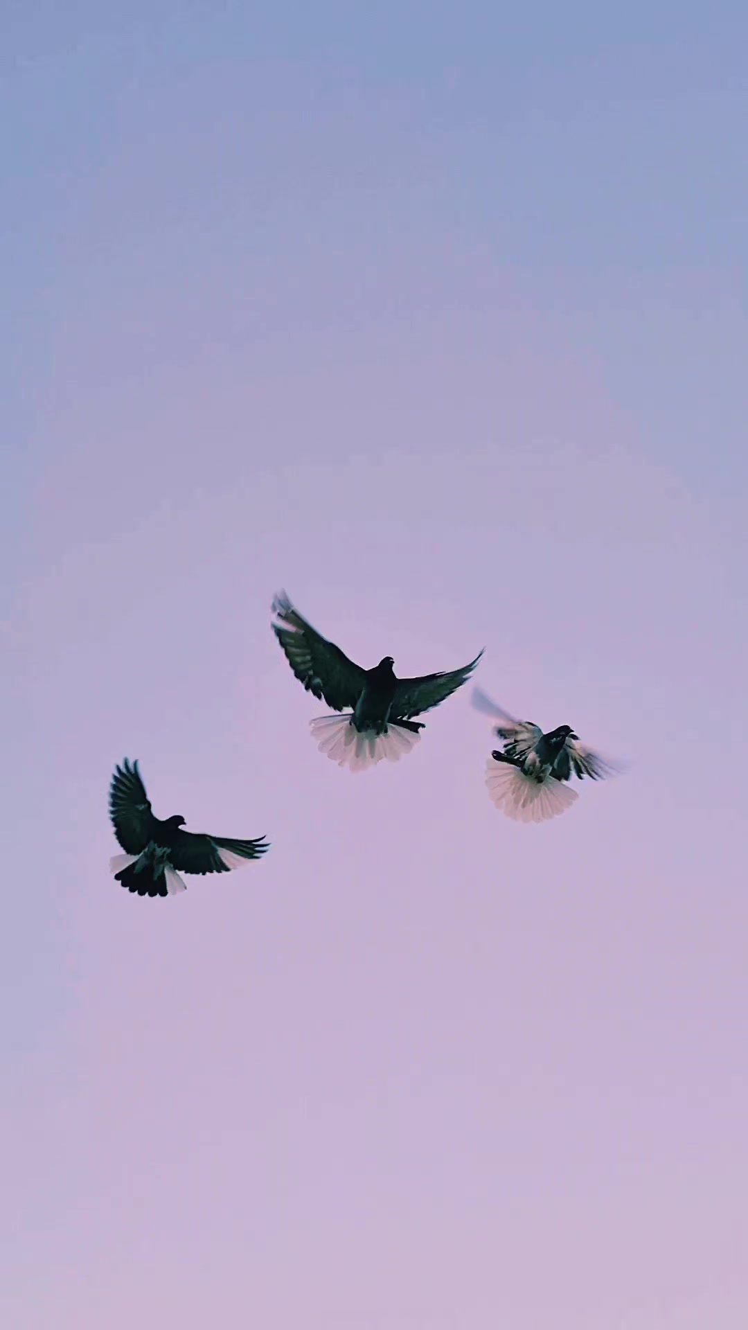 @Pigeons Tv