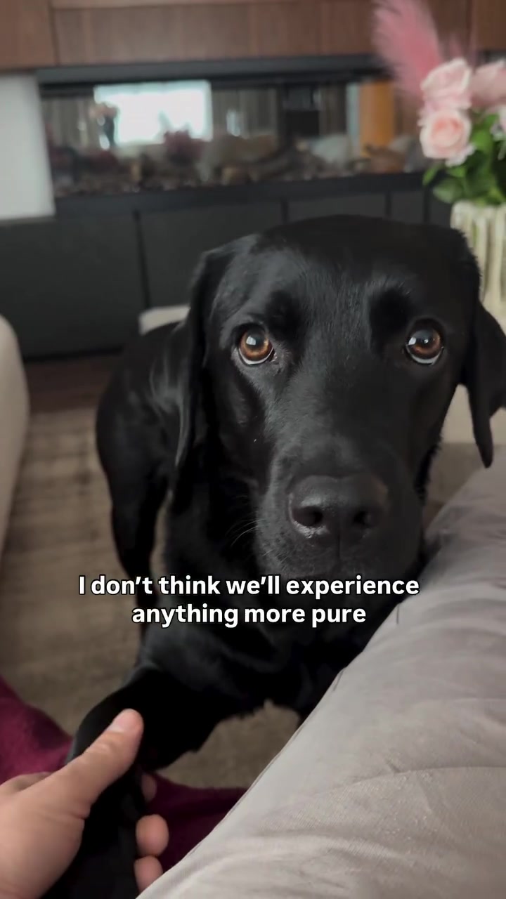 @lisatheblacklab