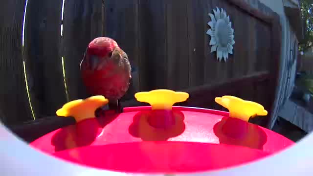 @Crazy Bird Lady
