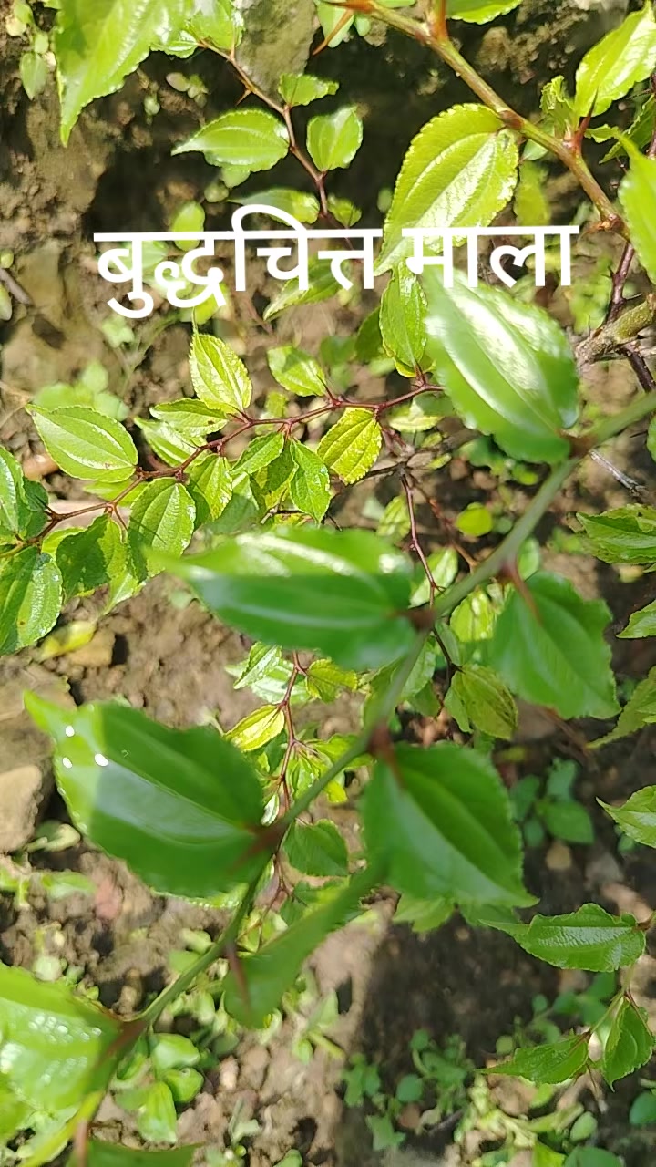 @Bhomjan Brand