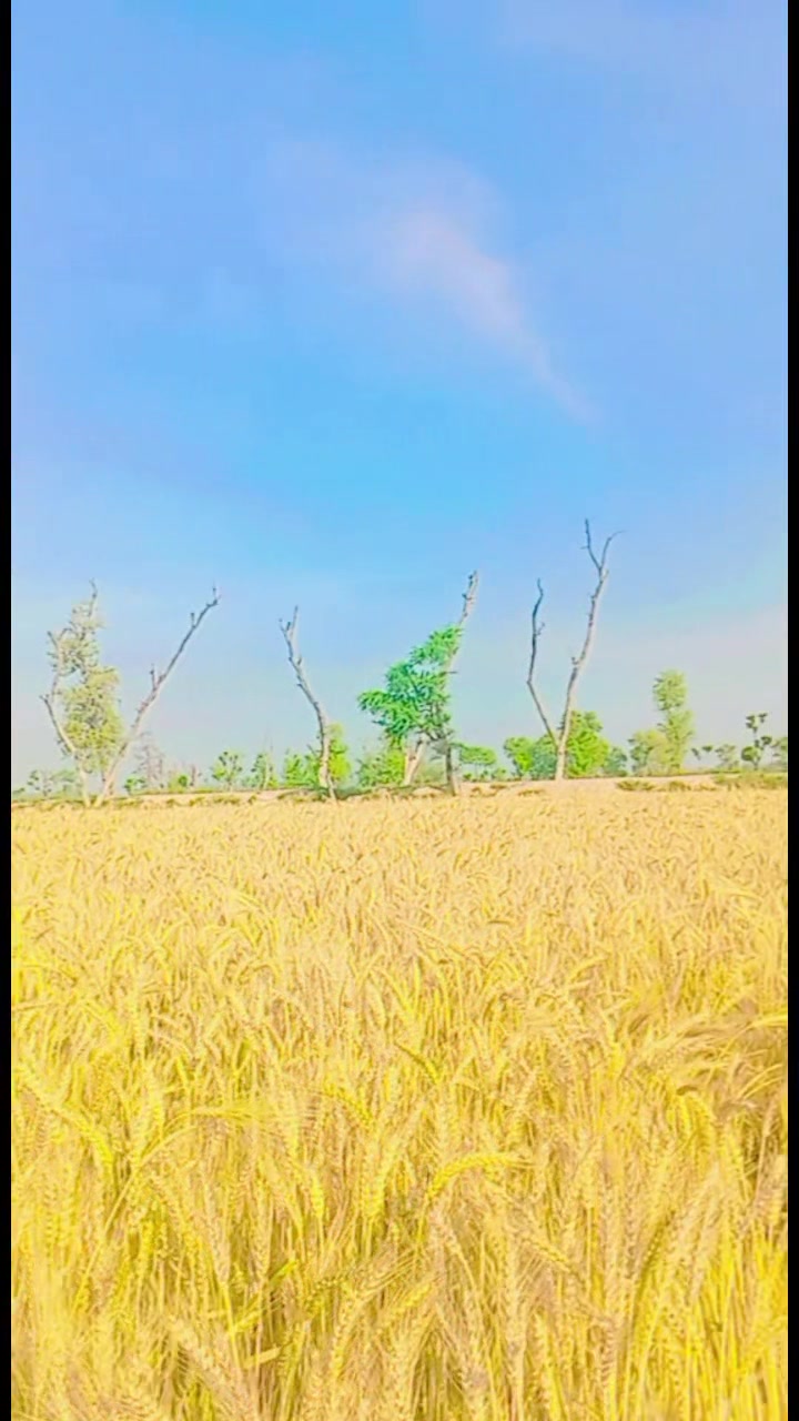 @muغhal