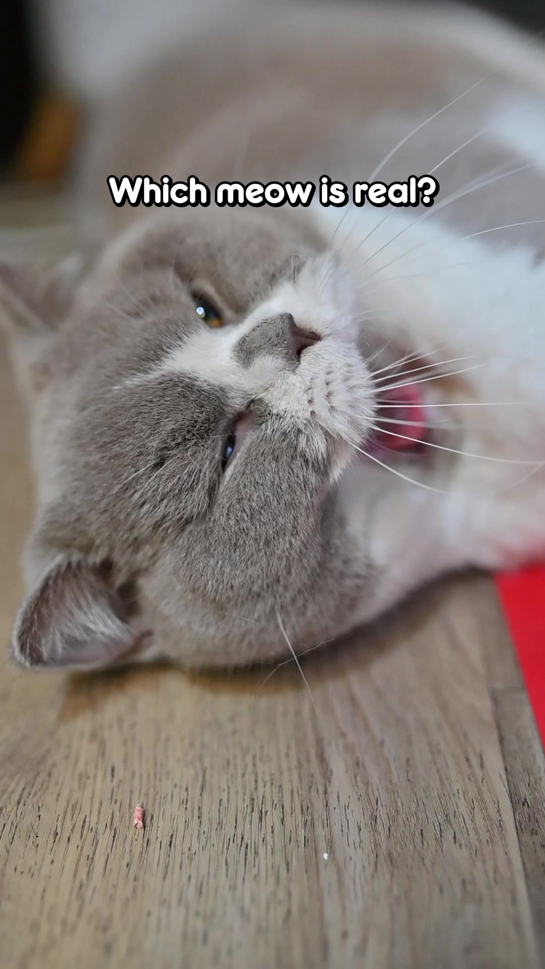 @dutchthebritishcat