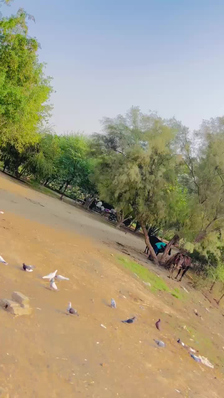@خلیل کھوسہ 302╾━╤デ╦︻