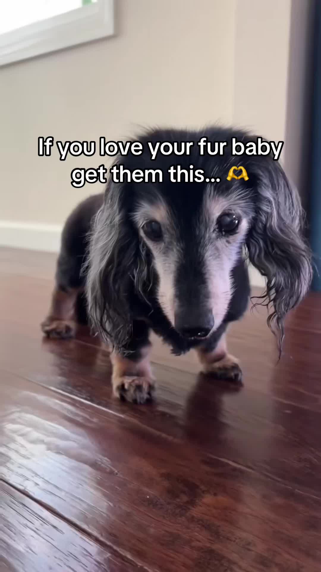 @SavlahPets
