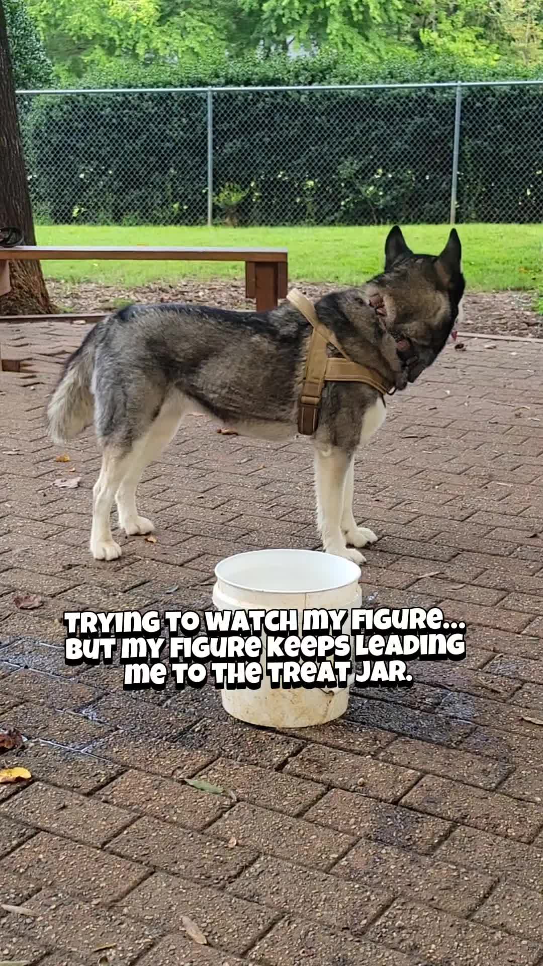 @the Hussey Husky