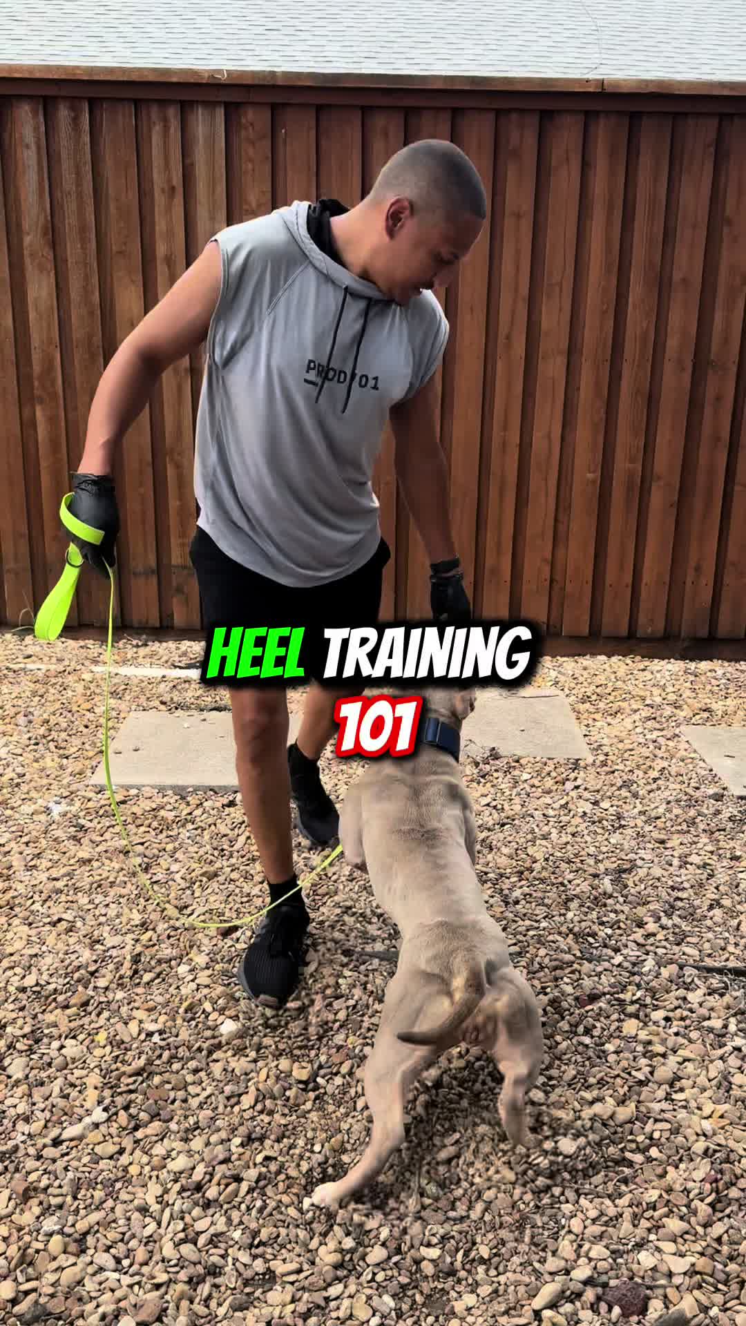 @Better Best Dog
